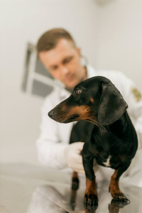 Veterinaria
